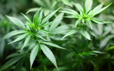 Marihuana leczy raka – zobacz 20 badań medycznych