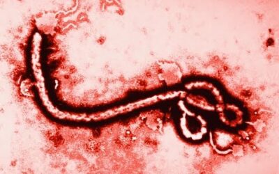 Jak się bronić przed Ebolą?