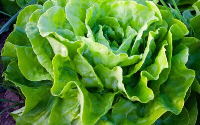 GMO: nowa szczepionka w liściu sałaty