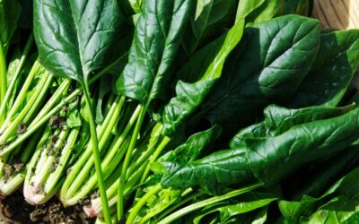 Jak w sposób naturalny usunąć metale ciężkie z organizmu?