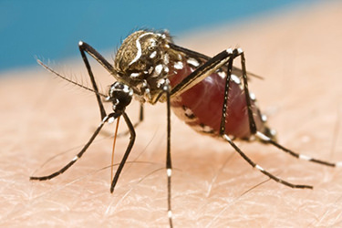 Skrobanki, pestycydy, Zika – szczepionka!