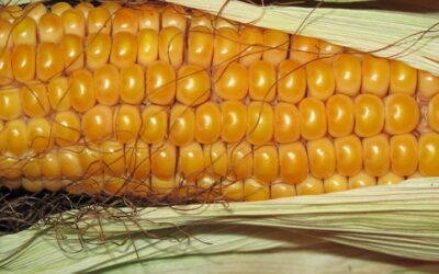 Oficjalne powody modyfikacji genetycznej roślin – GMO