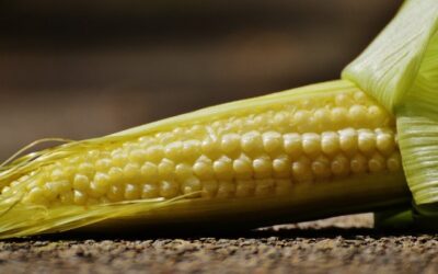 Kukurydza modyfikowana genetycznie może być bardziej niebezpieczna niż wcześniej sądzono