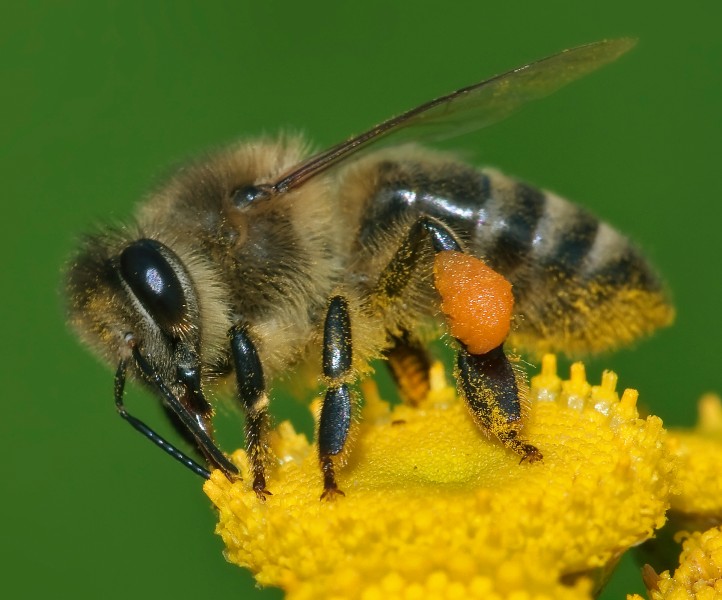 Apiterapia – leczenie produktami pszczelimi.