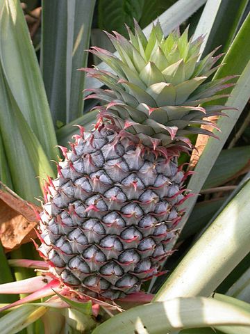 Bromelaina – enzym z ananasa.
