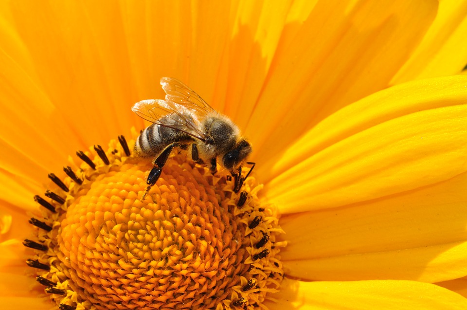 Pyłek pszczeli: skarbnica zdrowia