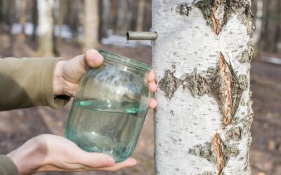 Sok z brzozy – naturalny eliksir zdrowia