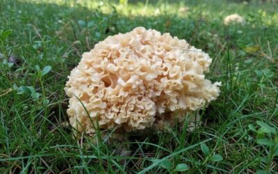 Kozia broda – szmaciak, skarb polskich lasów