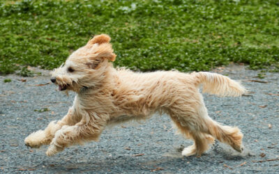 Co ma pies w głowie, kiedy biega luzem?