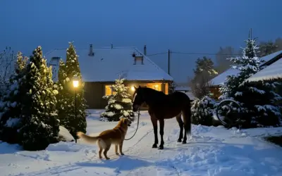 Wigilijna noc, gdy świat na chwilę przestaje być tylko ludzki