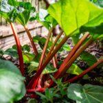 Rabarbar – smak dzieciństwa