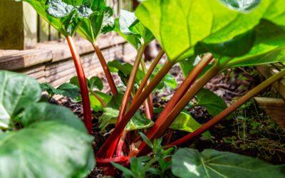Rabarbar – smak dzieciństwa