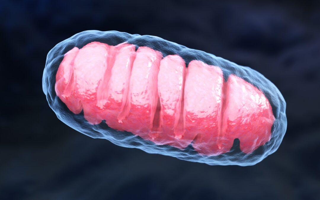 Czy można odmłodzić mitochondria?