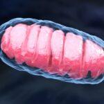 Czy można odmłodzić mitochondria?